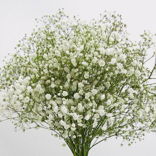 https://bloomsbythebox.sirv.com/img/product/xlarge/07926D__Gypsophila_Excellence.jpg?q=100