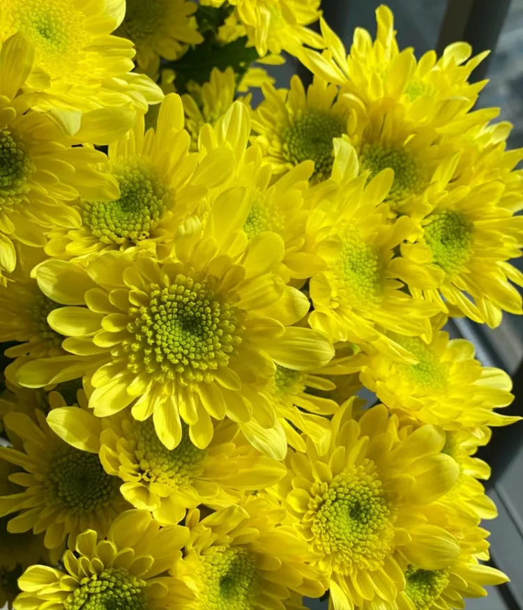 https://image.made-in-china.com/365f3j00EIokhbYROWgO/Hadiah-Spesial-Bunga-Potong-Segar-Krisan-Kuning-untuk-Dekorasi.webp