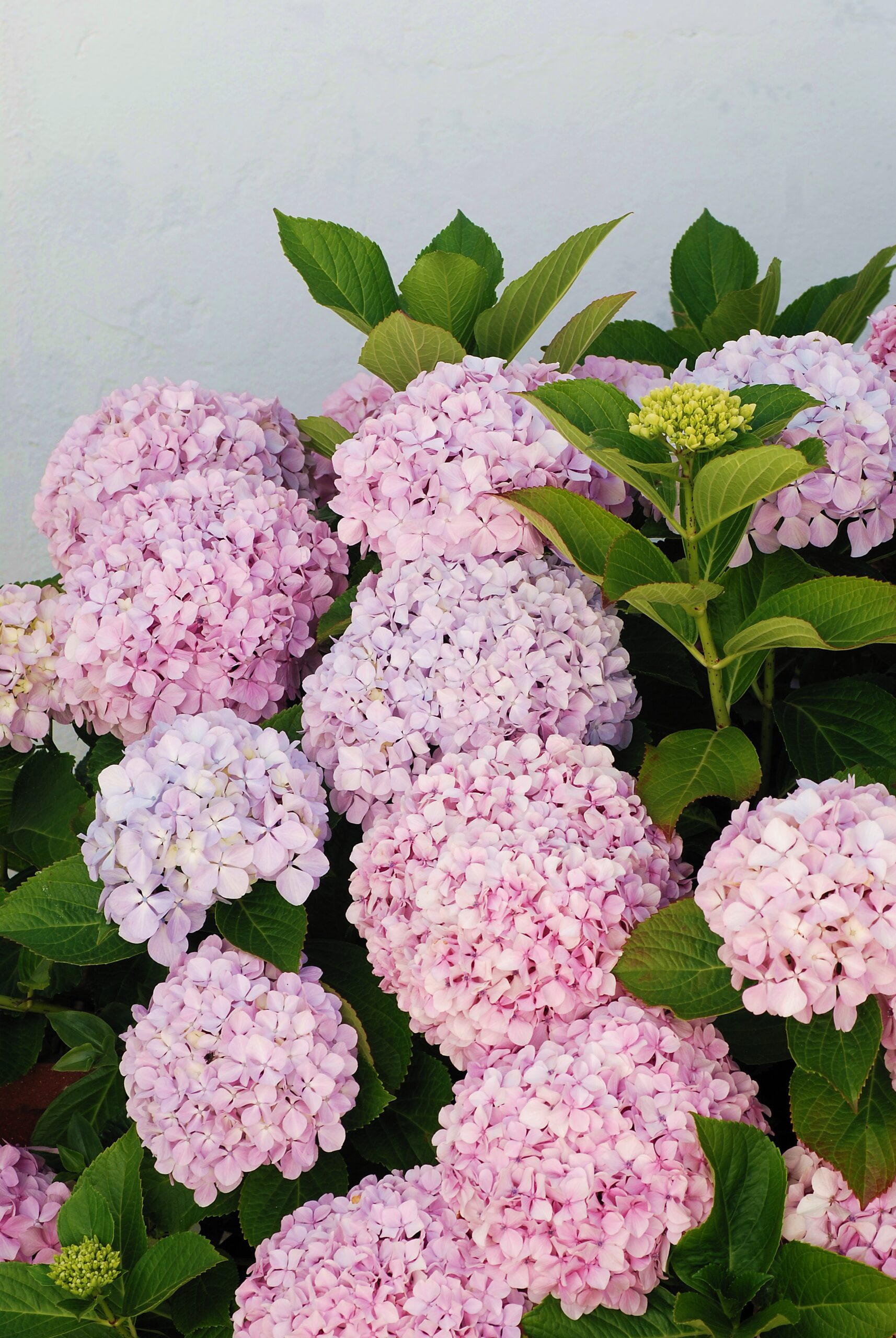 https://upload.wikimedia.org/wikipedia/commons/f/f0/Hortensia_June_2008-1.jpg