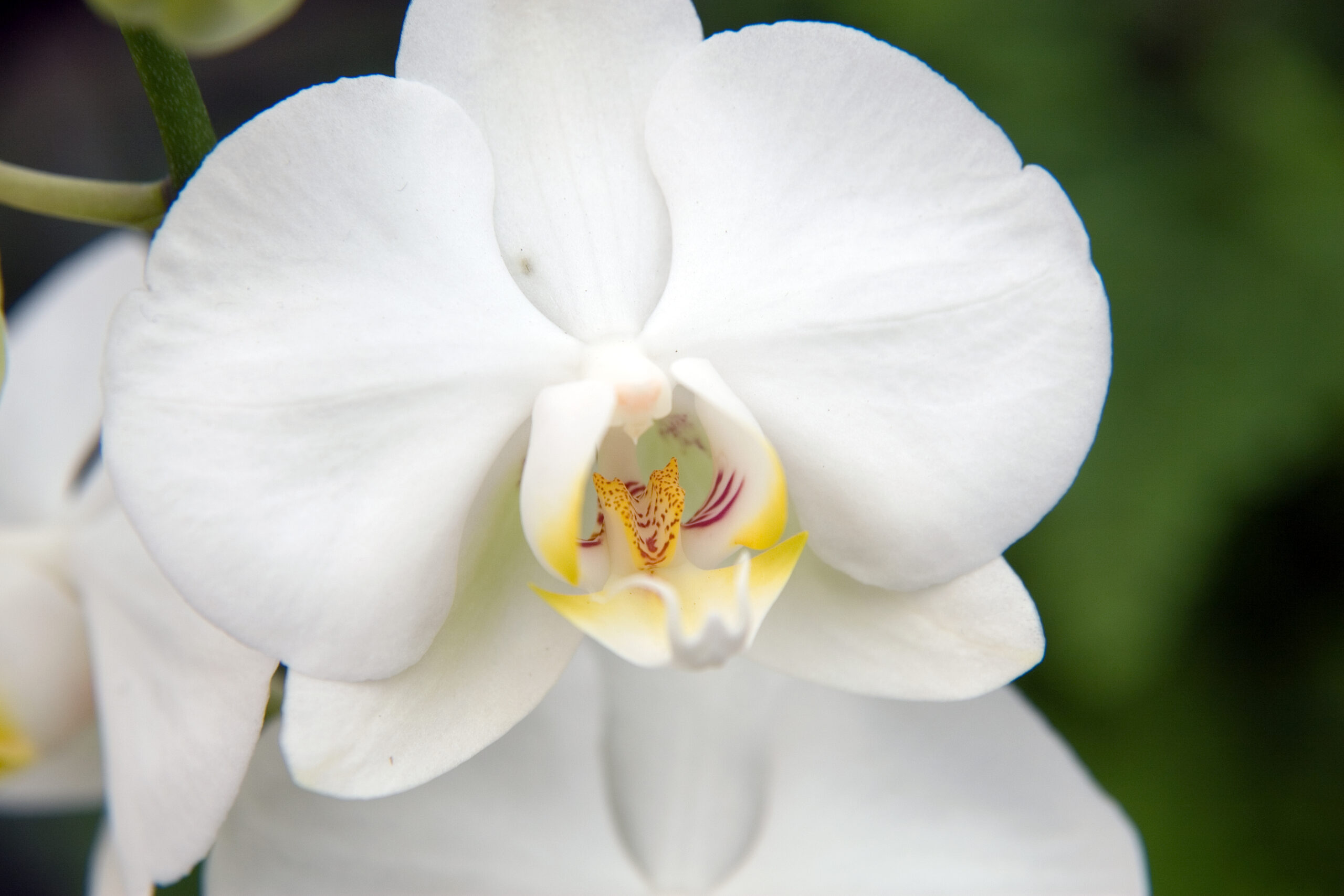 https://upload.wikimedia.org/wikipedia/commons/5/57/Phalaenopsis_Taisuco_Bridian_x_Phalaenopsis_Amabilis_0zz.jpg